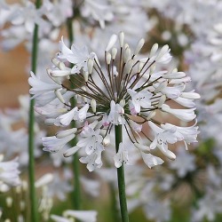 Agapanthus Alba