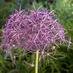 Albopilosum Allium (Christophii )