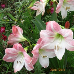 Amaryllis for the Garden