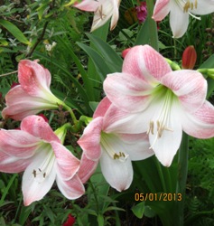 How to Force Amaryllis Apple Blossom Amaryllis