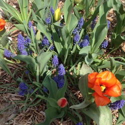 Armeniacum_Juliano Muscari Armeniacum