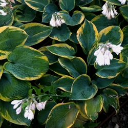 Fortunei 'Aureo-Marginata' Hosta