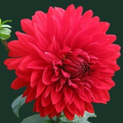 Barbarosa Dahlia