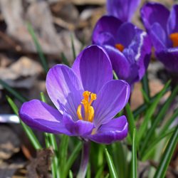 Barr's Purple Crocus