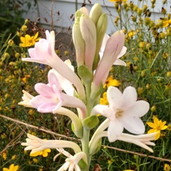 Polianthes Sensation Single