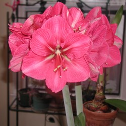 Amaryllis for the Garden