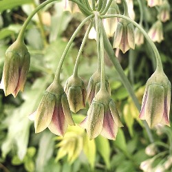 Bulgaricum Bulgaricum (Nectaroscordum Siculum) Allium