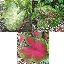 Standard Fancy Leaf Caladium Collection