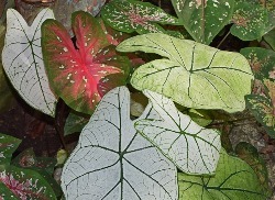 Caladiums By the Bushel