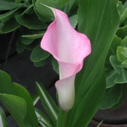 Calla Lily Collection
