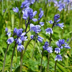 Campanulata_Excelsior Hyacinthoides Excelsior (Spanish Bluebells)