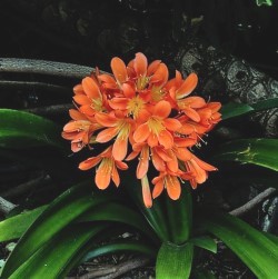 Clivia Miniata