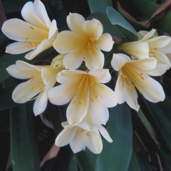 Clivia Miniata Citrina