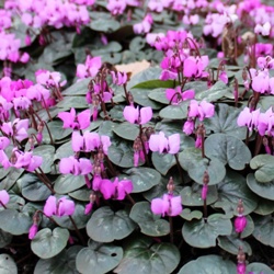 Coum Cyclamen