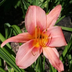 Daylilies_Pink Daylilies by the Bushel