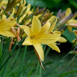 Daylilies by the Bushel