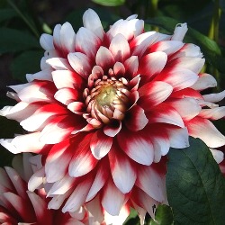 Duet Dahlia