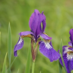 Dutch Iris