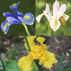 Dutch Iris Collection