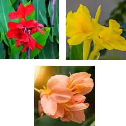 Dwarf Canna Collection