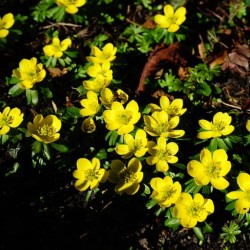 Eranthis Cilicia (Winter Aconite)