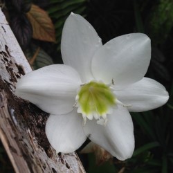 Eucharis
