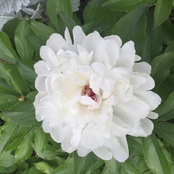 Festiva Maxima Peony