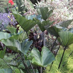 Flickr_Comtrag_Tea_Cup Colocasia Esculenta Tea Cup