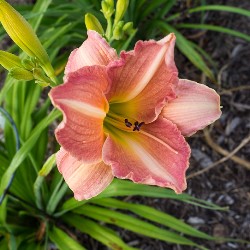 George Caleb Bingham Daylily