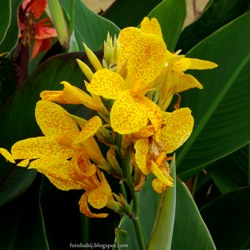 Flickr_Picasso Picasso Dwarf Canna