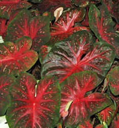 Red Flash Fancy Leaf Caladium
