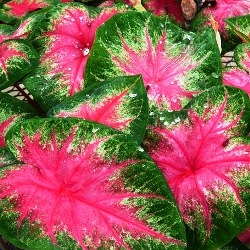 Rosebud Caladium