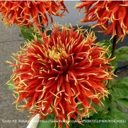 Show & Tell Dahlia