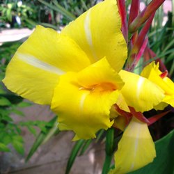 Striped Beauty Dwarf Canna