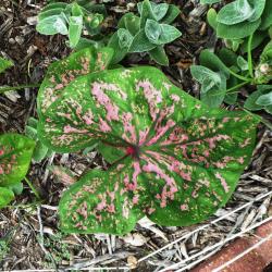 Florida Elise Fancy Leaf Caladium