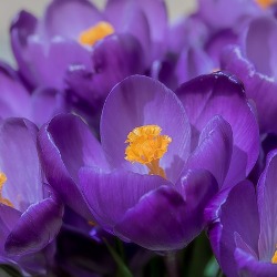 Flower Record Crocus