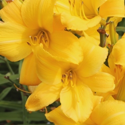 Buttered Popcorn Daylily