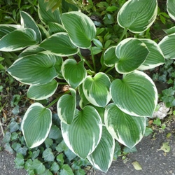 Francee Hosta