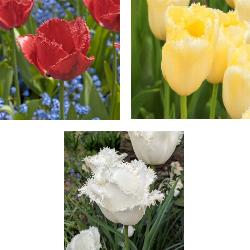 Fringed Tulip Collection