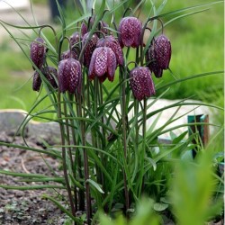 Fritillaria Meleagris