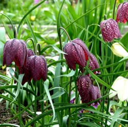 Fritillaria