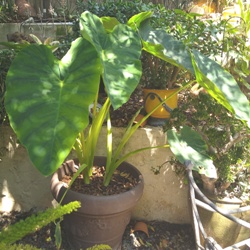 Colocasia Esculenta Jack's Giant