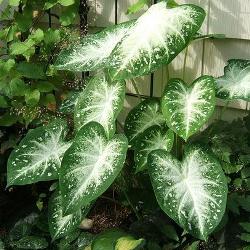 Fancy Leaf Caladiums
