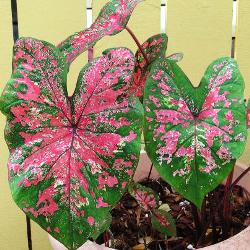 Fire Chief Fancy Leaf Caladium