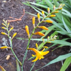 George Davison Crocosmia