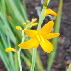 George Davison Crocosmia