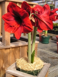 Amaryllis Gift Kit