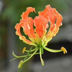 Gloriosa