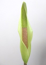 Amorphophallus Nepalensis