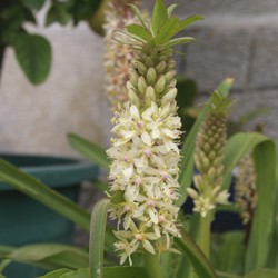 Eucomis Comosa